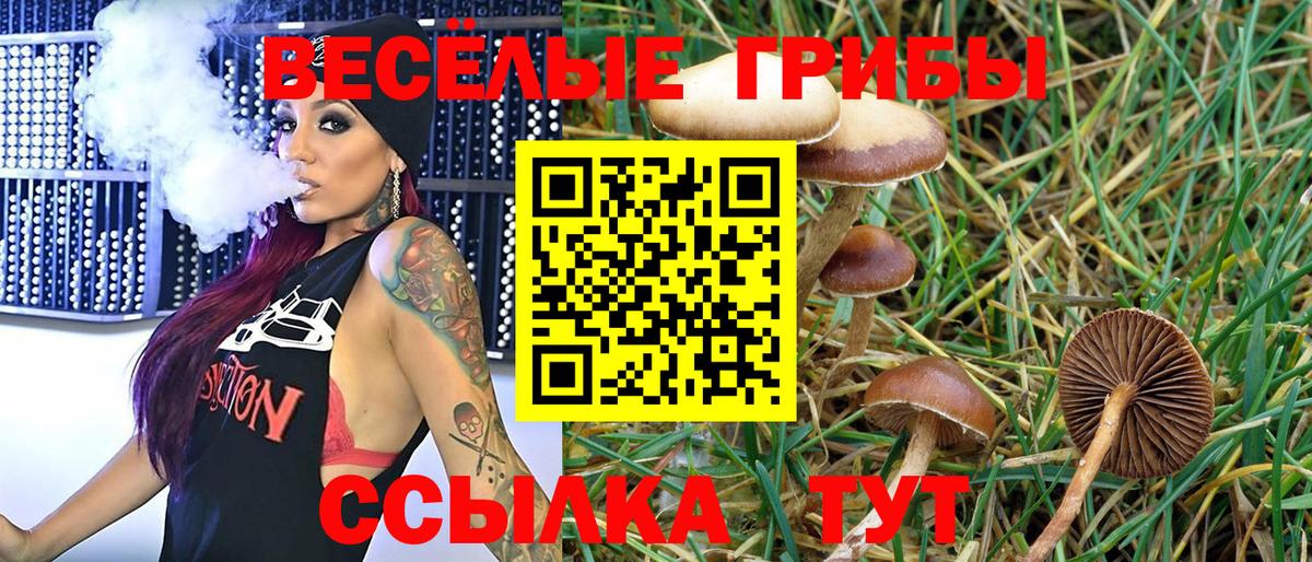 Псилоцибиновые грибы Cubensis Междуреченск